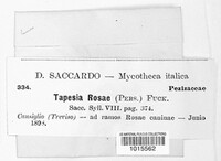 Mollisia rosae image